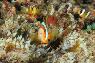 Fototapeta na wymiar Family of Clownfish