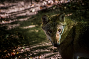 Fototapeta premium Portrait eines Wolfes