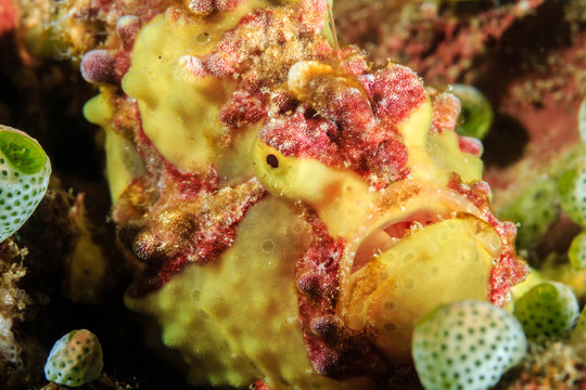 Warty Frogfish on a tropical coral reef