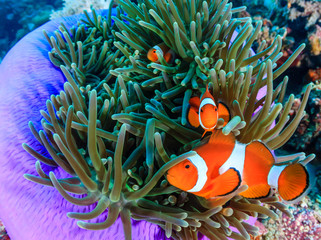 Clownfish in a purple anemone