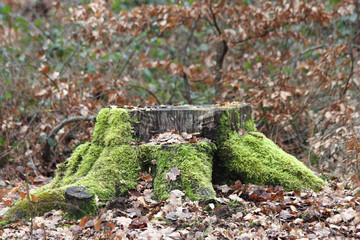 Tree stump