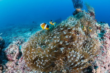 Fototapeta na wymiar Clownfish on a coral reef
