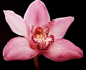pink orchid flower on black background - Powered by Adobe