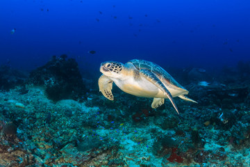 Naklejka na ściany i meble Green Turtle swimming on a reef