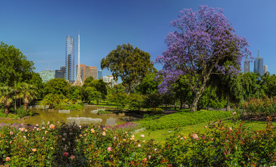 Jacaranda in the Royal Botanic gardens Melbourne