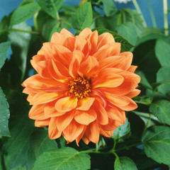 Orange Dahlia flower