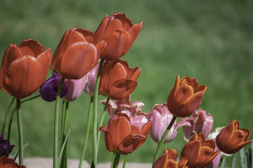 Spring Tulips