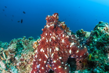 Large Octopus on a coral reef