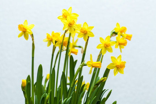 Yellow narcissus on white background