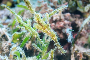 Well hidden pair of Robust Ghost Pipefish