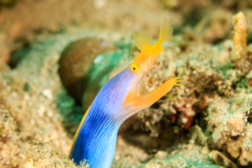 A colorful Ribbon Eel on a tropical coral reef