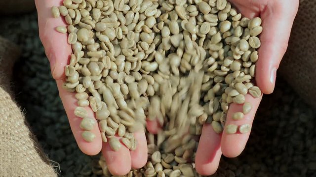 Green coffee beans in hands