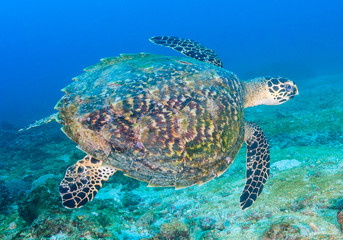 Obraz premium Hawksbill Sea Turtle on a coral reef
