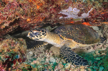 Naklejka na ściany i meble Hawksbill Sea Turtle on a coral reef