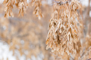 Autumn leaves on the snow. Cold