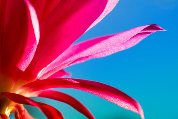 Naklejka premium Macro shot of a pink cactus blossom on a clear blue sky background
