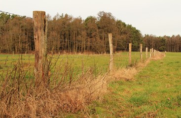 Obraz premium Zaun für Viehweide mit Wald im Hintergrund