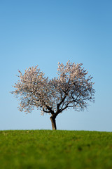 Fototapeta na wymiar Heart shaped almond tree in bloom in Almeria