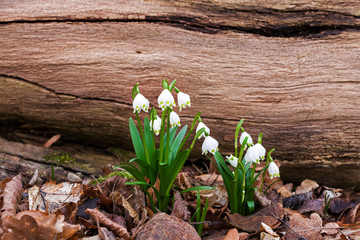 Märzenbecher im Frühling