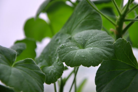 Green geranium leaf with water drops closeup.