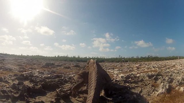 Gray iguana lizard on running on rocks at sunny day