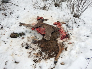 Fototapeta premium deer torn wolves, deerskin torn wolves,