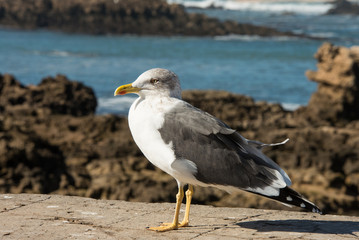 Beautiful seagulls near fishing harbour of Esaouira city in Morocco