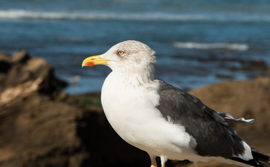 Beautiful seagulls near fishing harbour of Esaouira city in Morocco