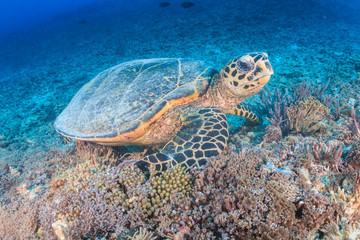 Naklejka na ściany i meble Hawksbill Turtle creates a cloud of silt as it feeds on a tropical coral reef