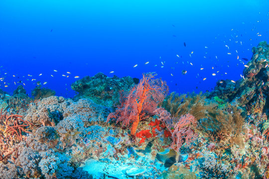 Tropical fish on a deep, healthy coral reef