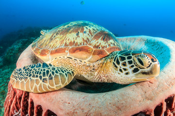 Large Green Turtle resting in a barrel sponge