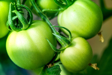 Macro shot of group of unripe tomatoes in a greenhouse on a sunny summer day

