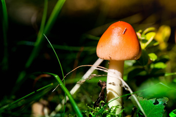 Macro shot of a brown mushroom in the forest

