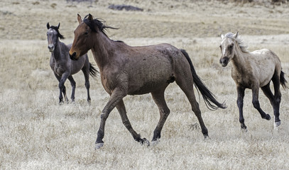 Wild Horses