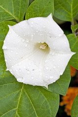 Datura flower
