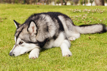 Alaskan Malamute Female Dog Outdoors Portrait