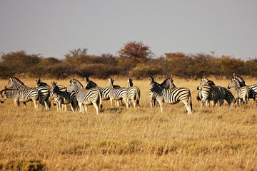 Fototapeta na wymiar Zebras in the Etosha National Park in Namibia