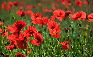 Poppies in the summer