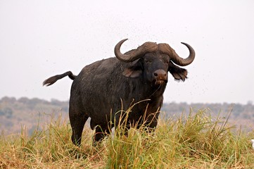 Buffalo in the Chobe National Park in Botswana