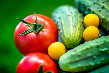 Big autumn harvest. Shot of bucket of freshly picked ripe red tomatoes, cucumbers and small yellow plums in the middle of a garden in early autumn

