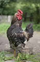 Rooster in the village