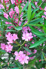 pink oleander flowers natural bouquet closeup