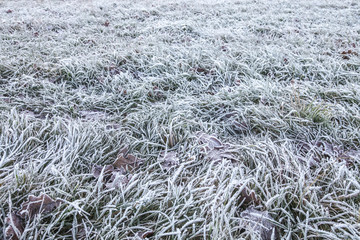 Eiswiese im Winter mit Raureif