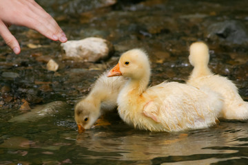 little goose in the water