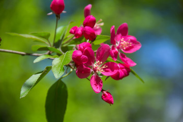 Fototapeta na wymiar flowers red plum