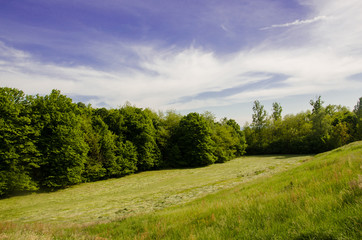 Obraz premium Green Field under the Blue Sky