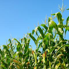 Fresh corn stalks on blue sky background.