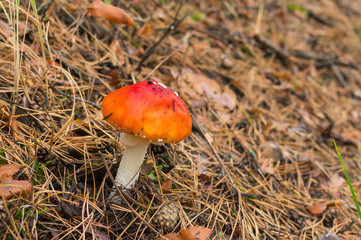 Young flyagaric in an autumnal coniferous forest
