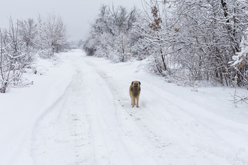 Lonely mixed breed black dog standing on a snowy earth road looking around