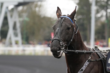 Obraz premium cheval de courses